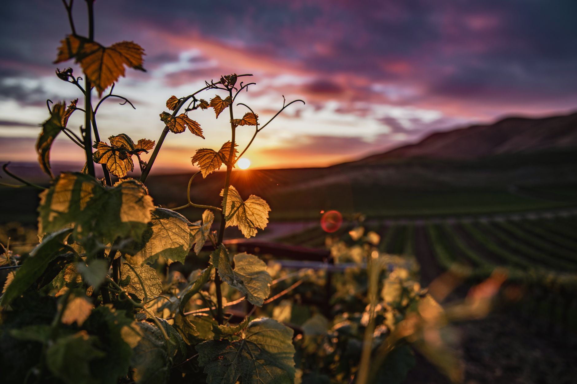 Vineyard landscape at golden hour